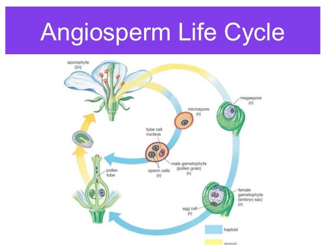 Asexual reproduction in angiosperms ppt Asexual reproduction in angiosperms ppt